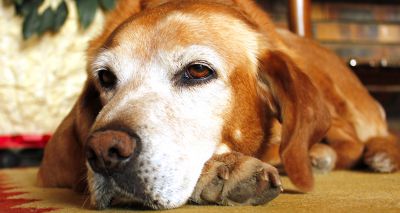 PetSavers project seeks owners of canine 'golden oldies'